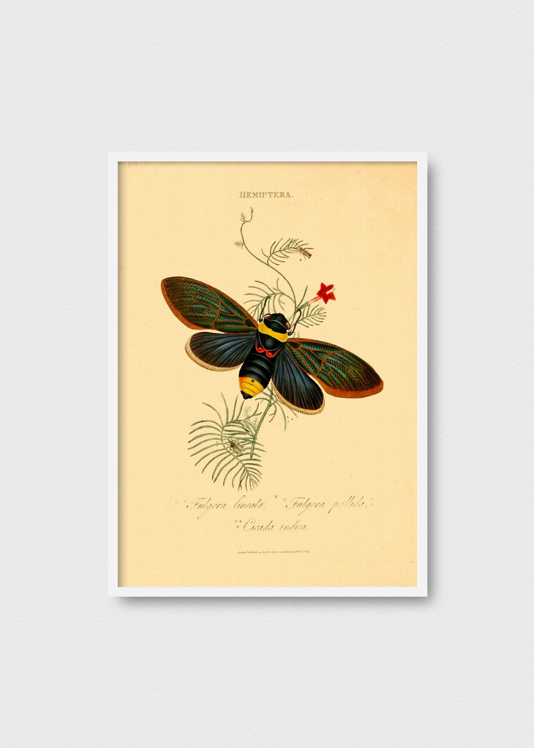 Cicada Indica - Testimoniaprints