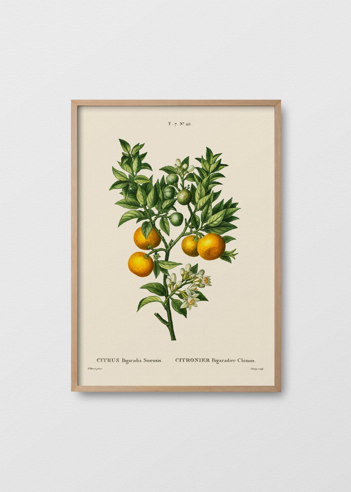Citronier N1 - Testimoniaprints