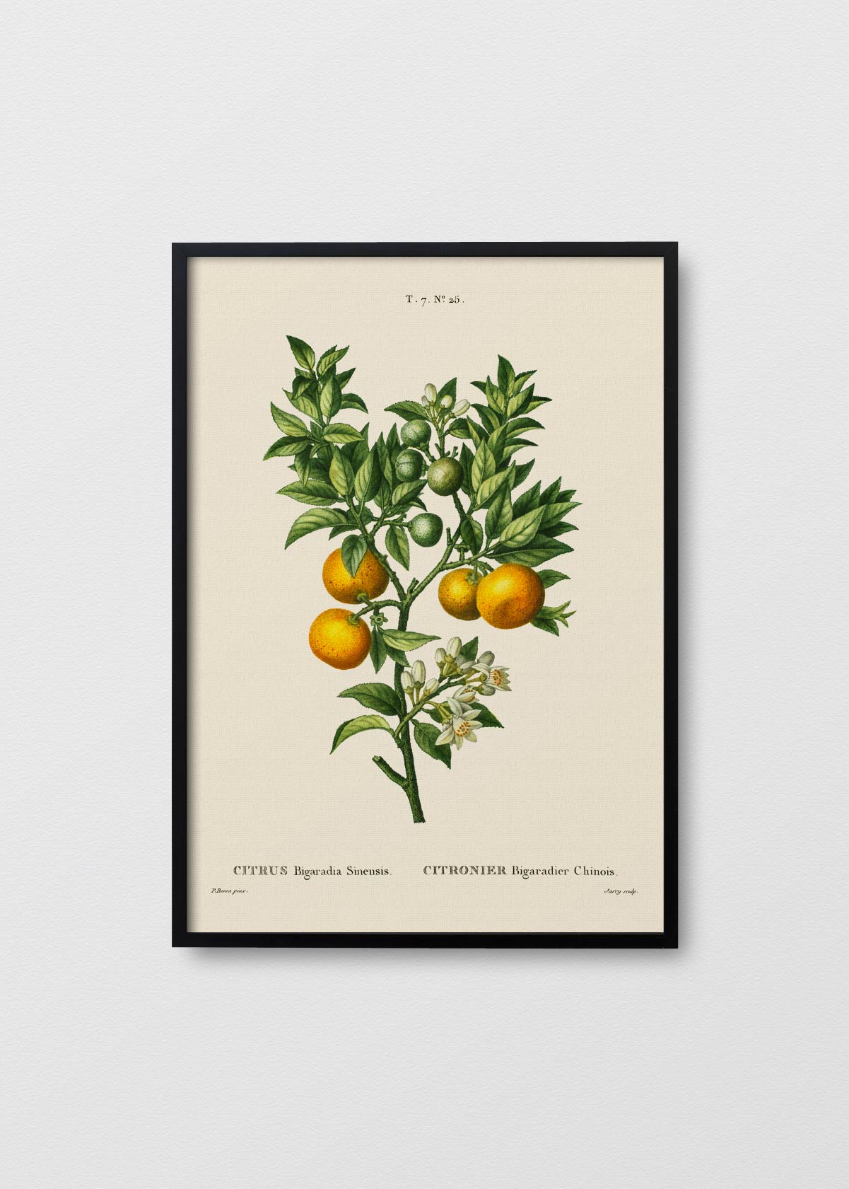 Citronier N1 - Testimoniaprints