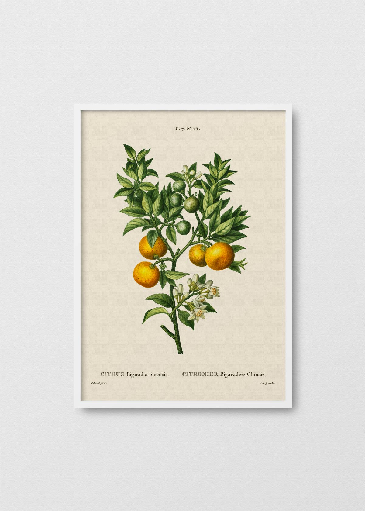 Citronier N1 - Testimoniaprints