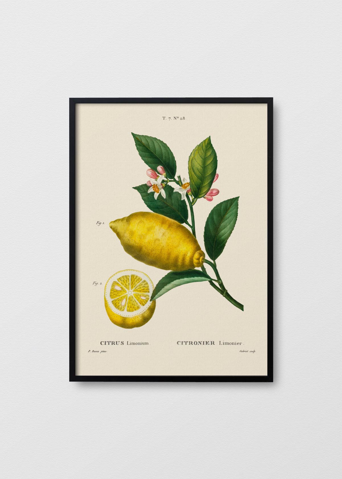 Citronier N3 - Testimoniaprints