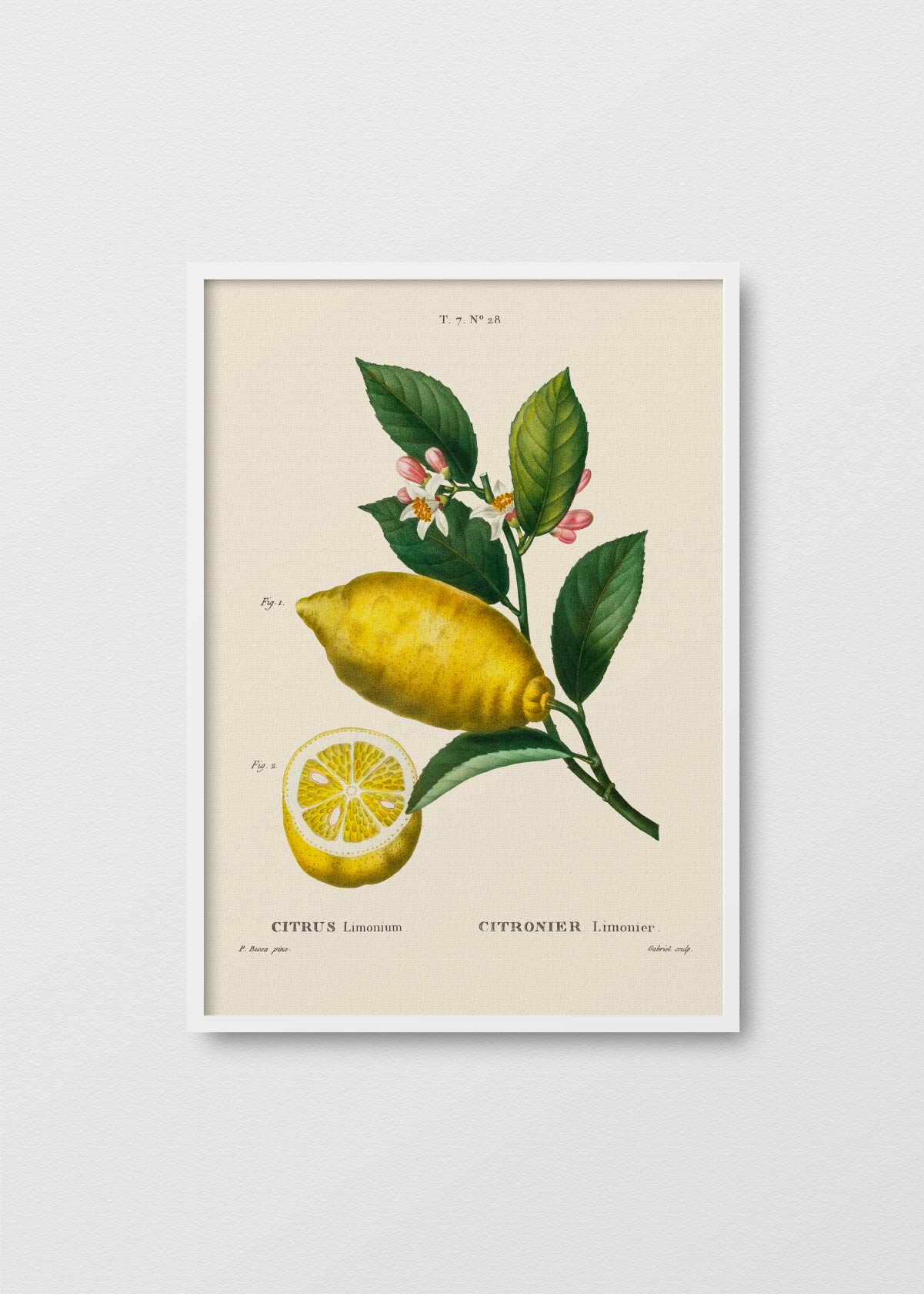 Citronier N3 - Testimoniaprints