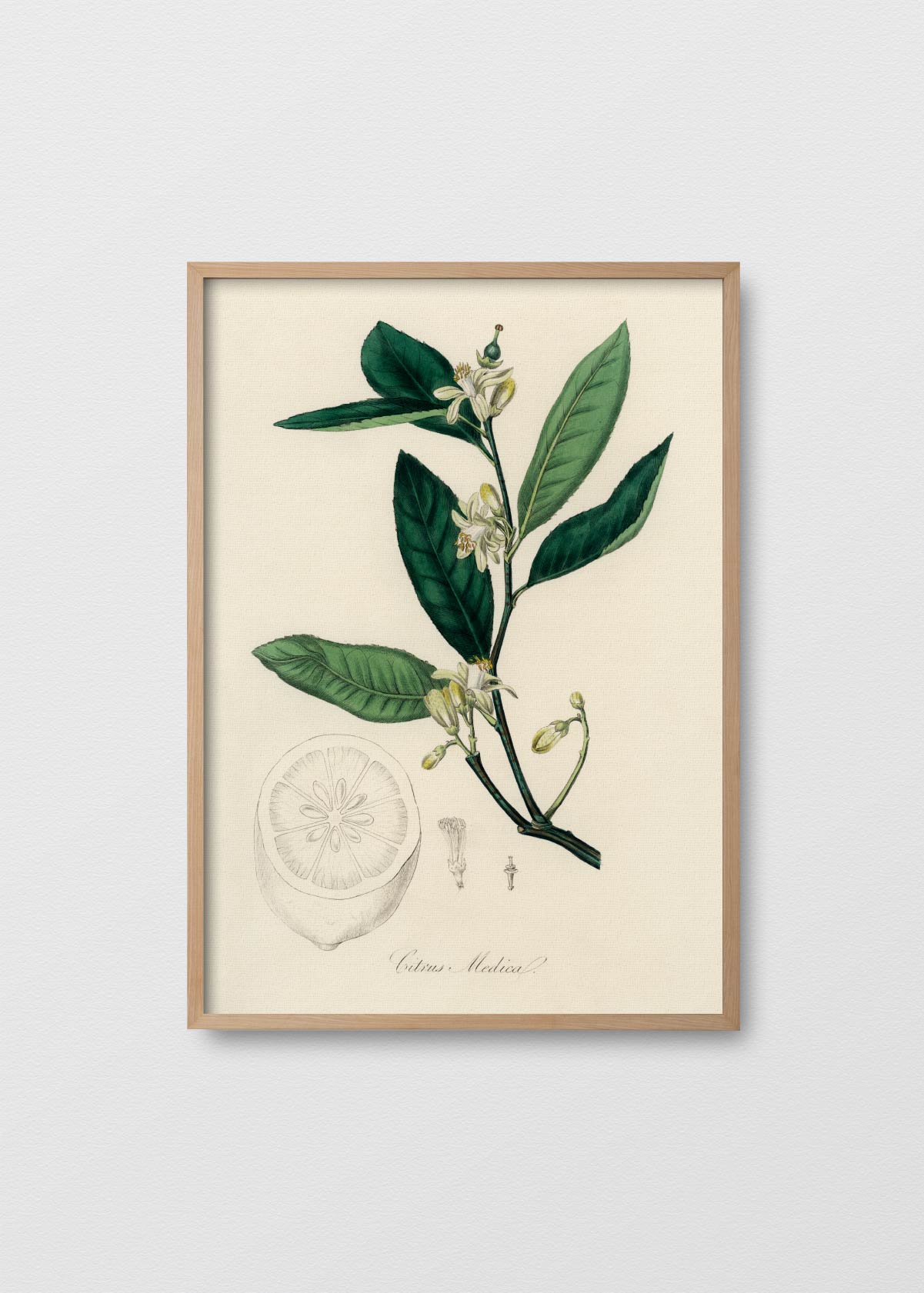 Citrus Medica - Testimoniaprints