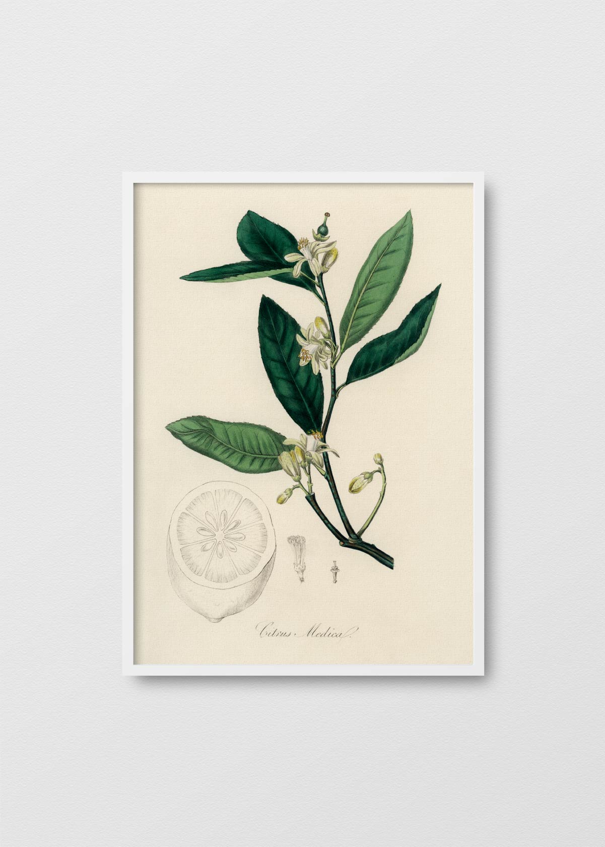 Citrus Medica - Testimoniaprints
