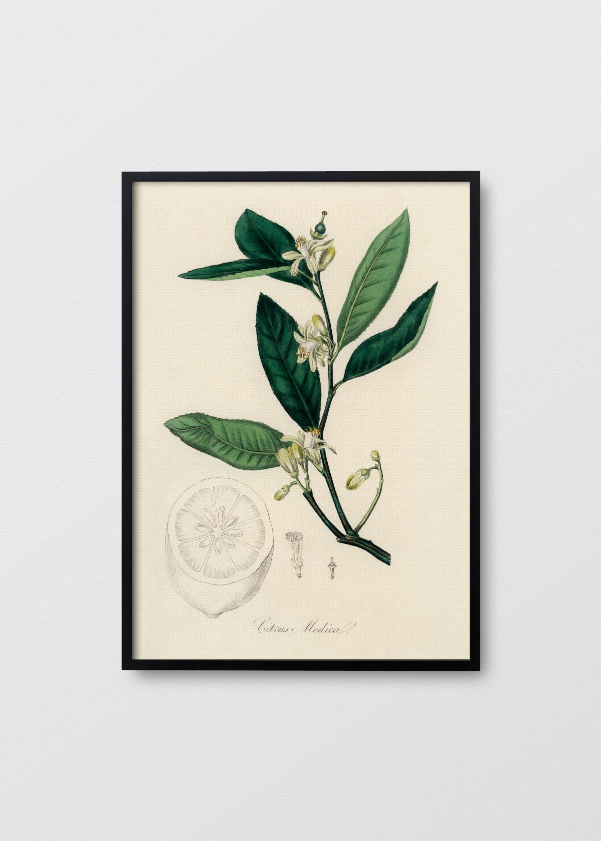 Citrus Medica - Testimoniaprints