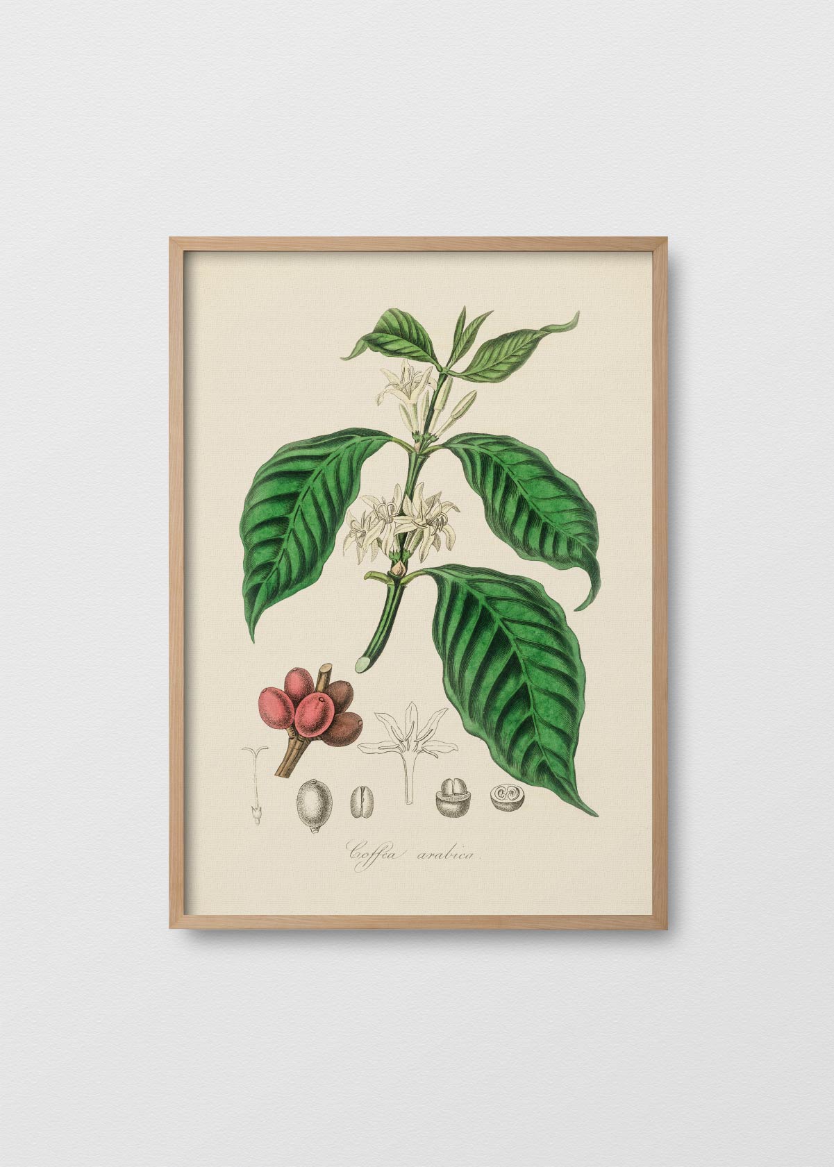 Coffea Arabica - Testimoniaprints