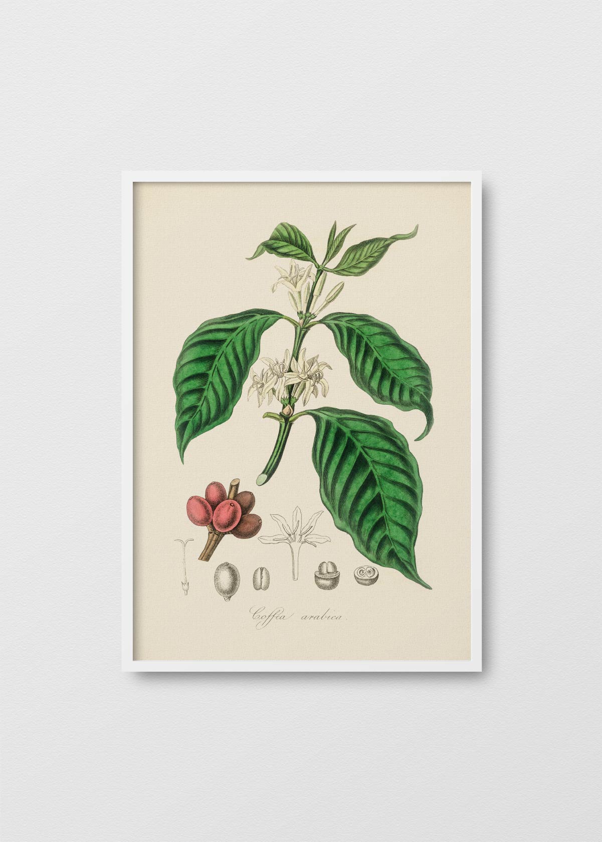 Coffea Arabica - Testimoniaprints