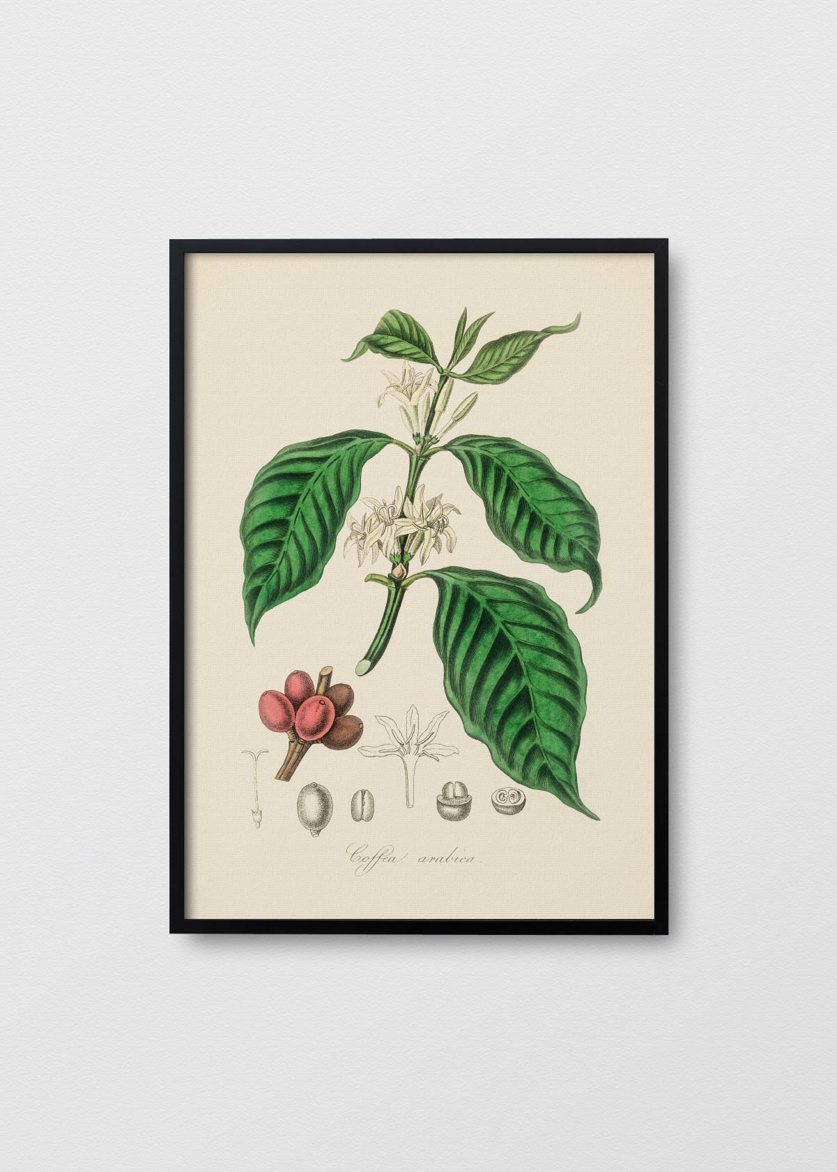Coffea Arabica - Testimoniaprints