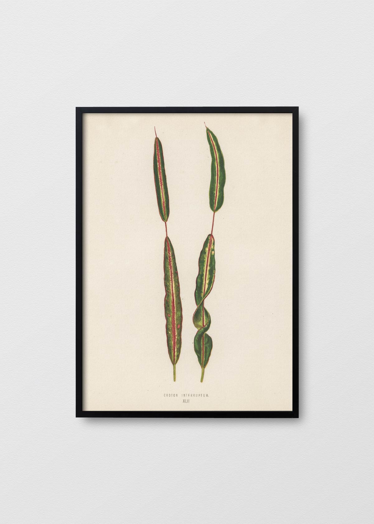 Croton Tropical - Testimoniaprints
