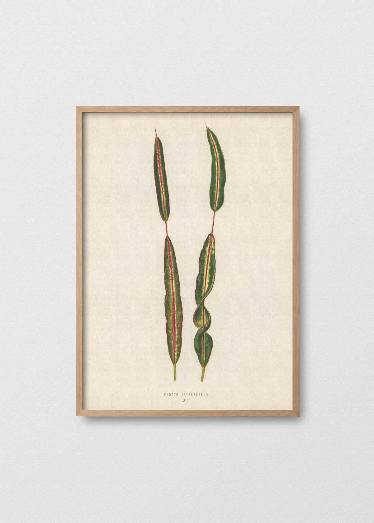 Croton Tropical - Testimoniaprints