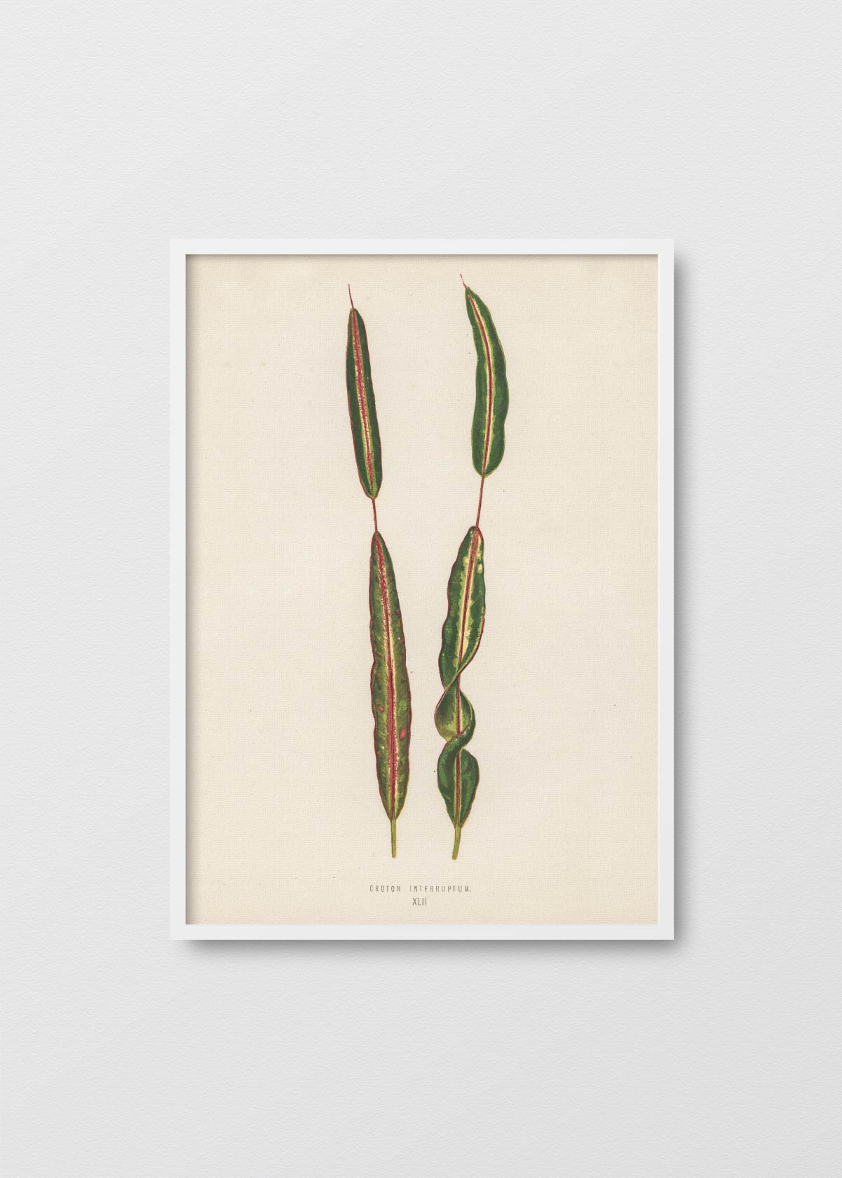 Croton Tropical - Testimoniaprints