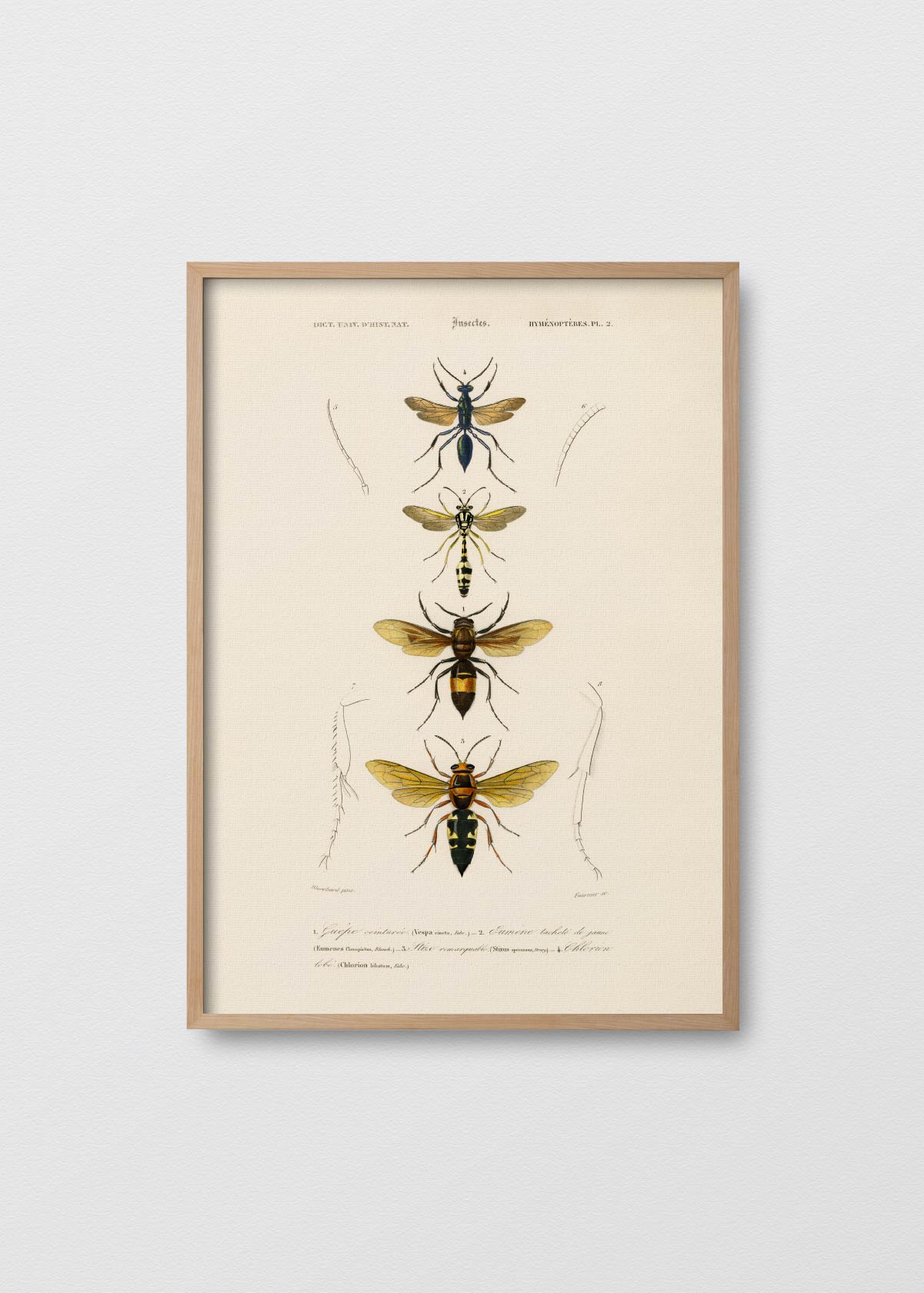 Cuadro Abeja Reina - Testimoniaprints