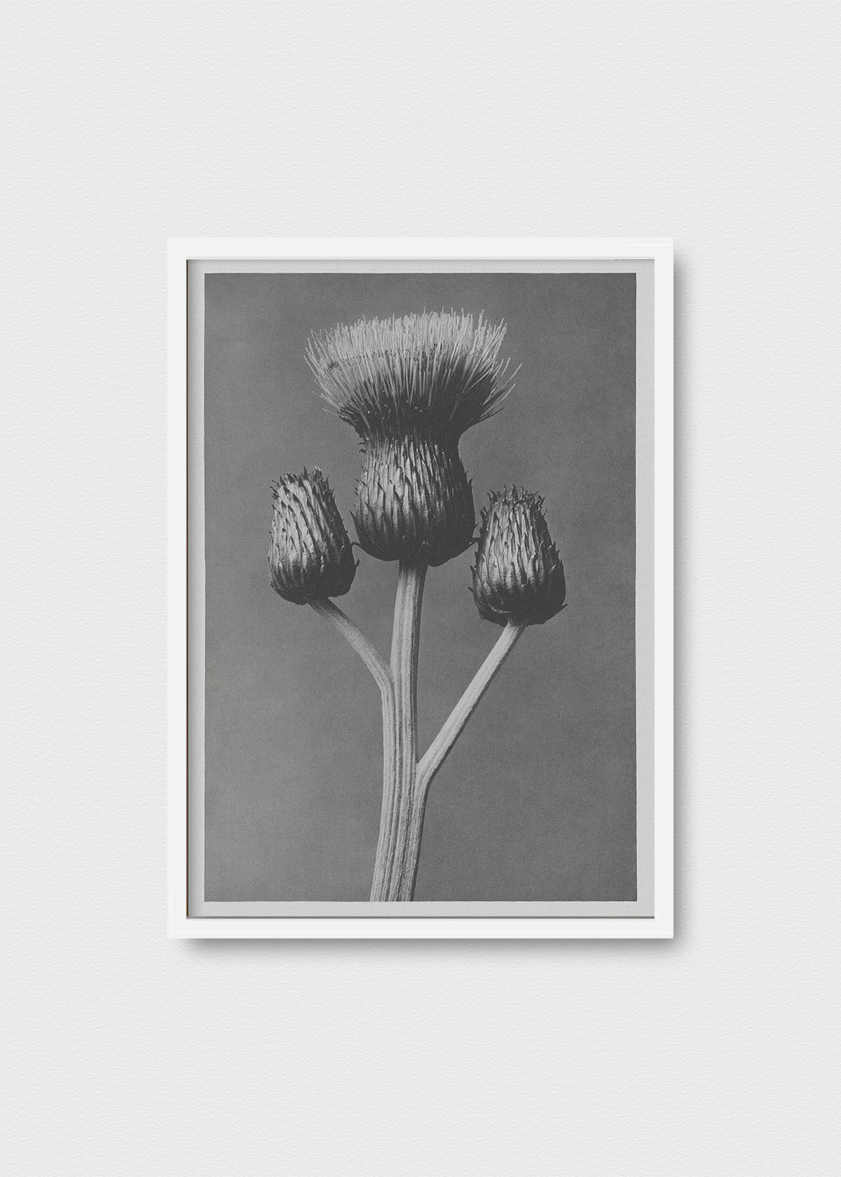 Cuadro Flores VI Karl Blossfeldt - Testimoniaprints