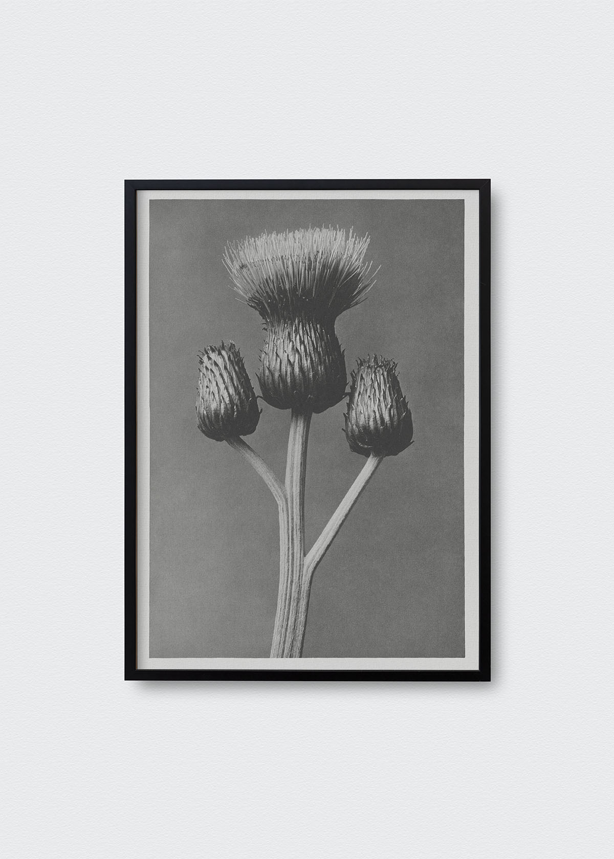 Cuadro Flores VI Karl Blossfeldt - Testimoniaprints