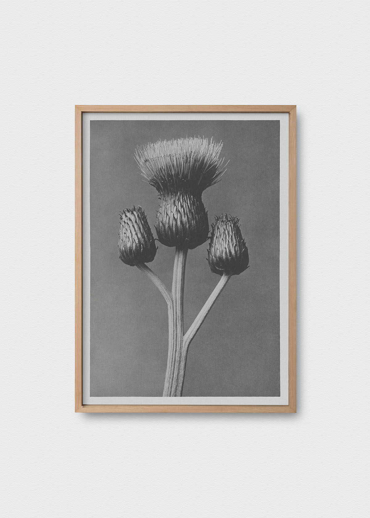 Cuadro Flores VI Karl Blossfeldt - Testimoniaprints