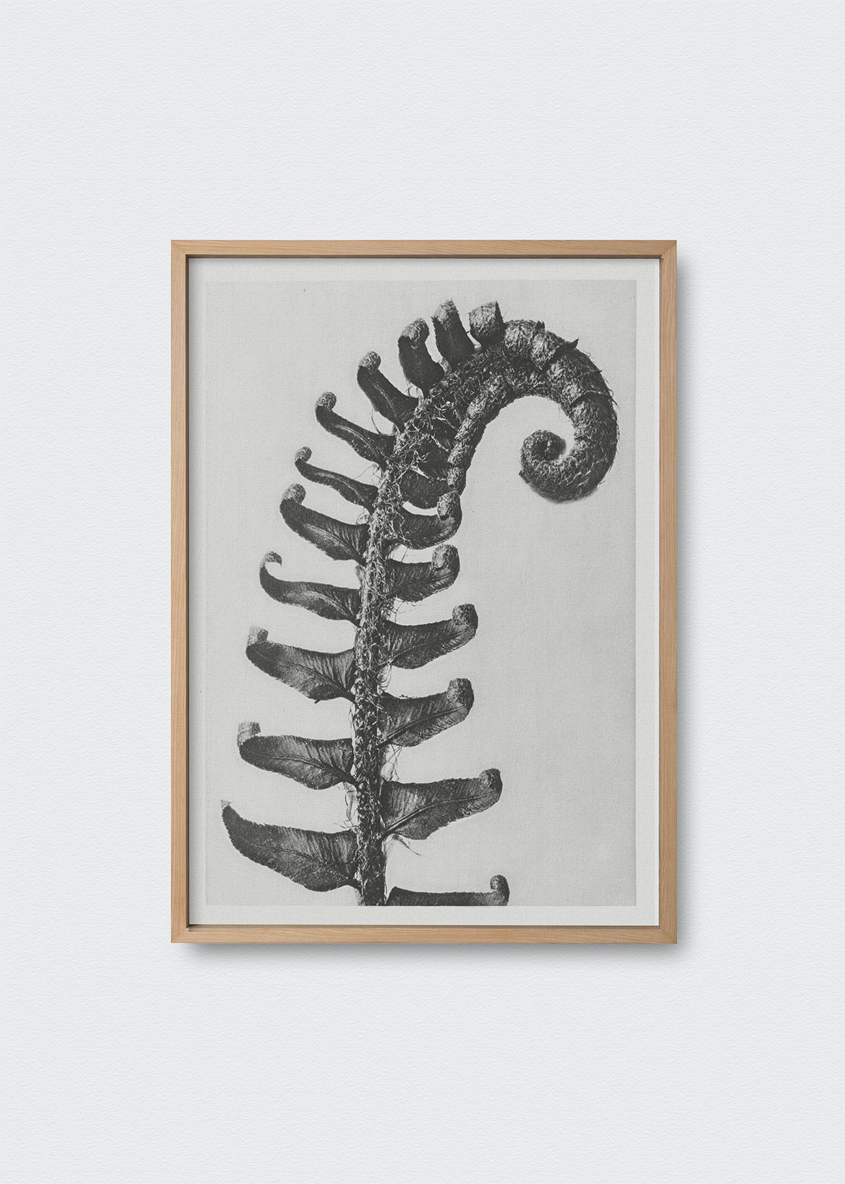 Cuadro Helecho Karl Blossfeldt - Testimoniaprints