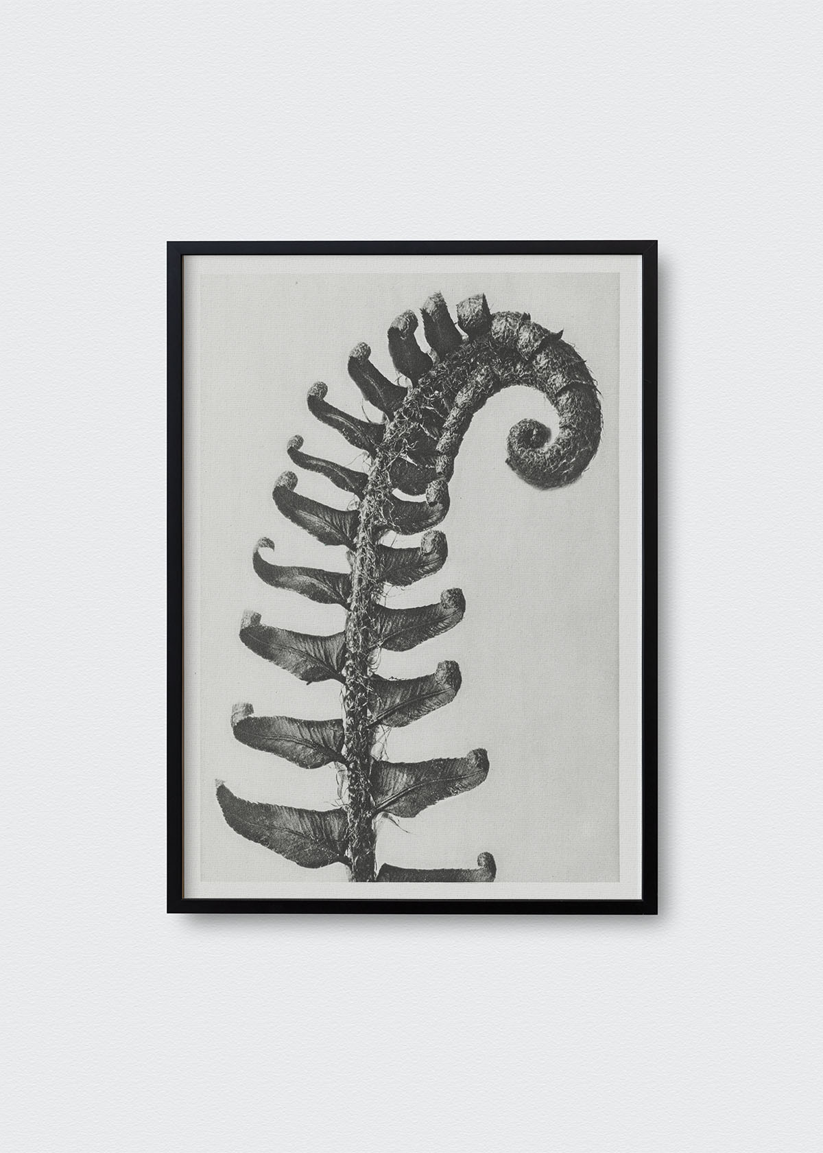 Cuadro Helecho Karl Blossfeldt - Testimoniaprints
