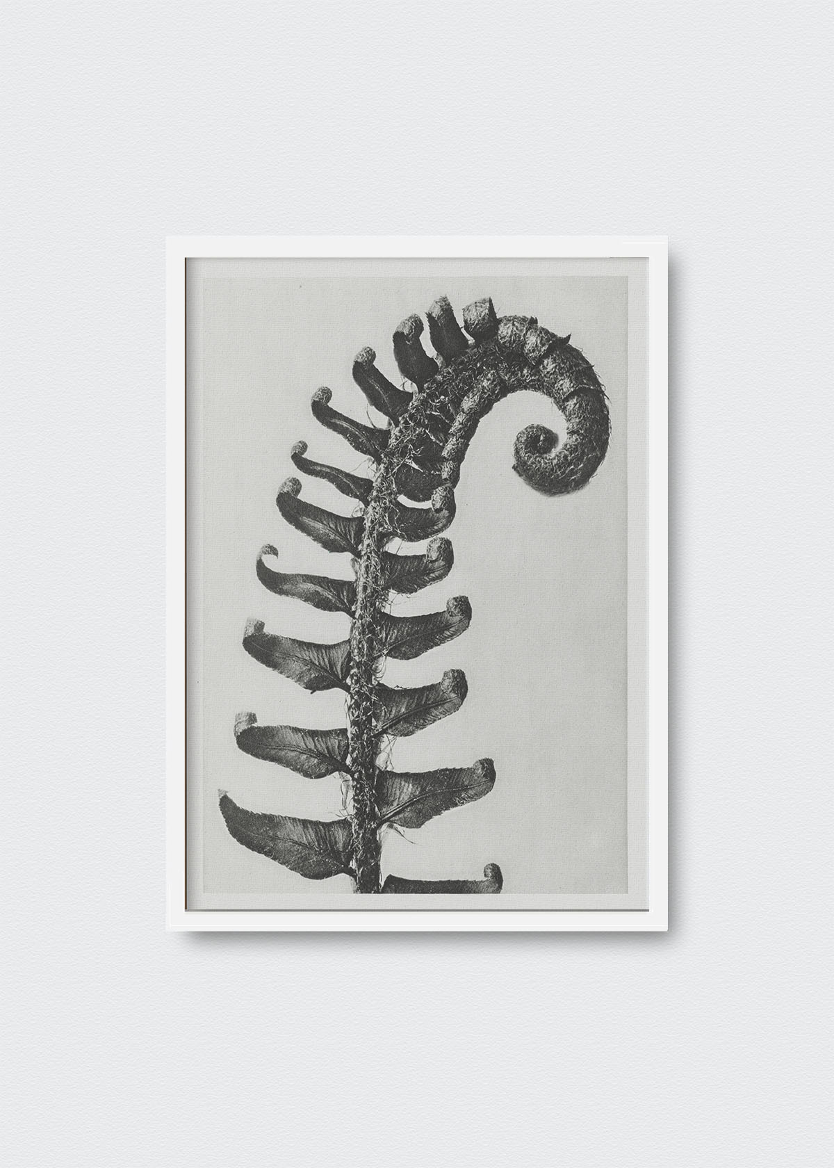 Cuadro Helecho Karl Blossfeldt - Testimoniaprints