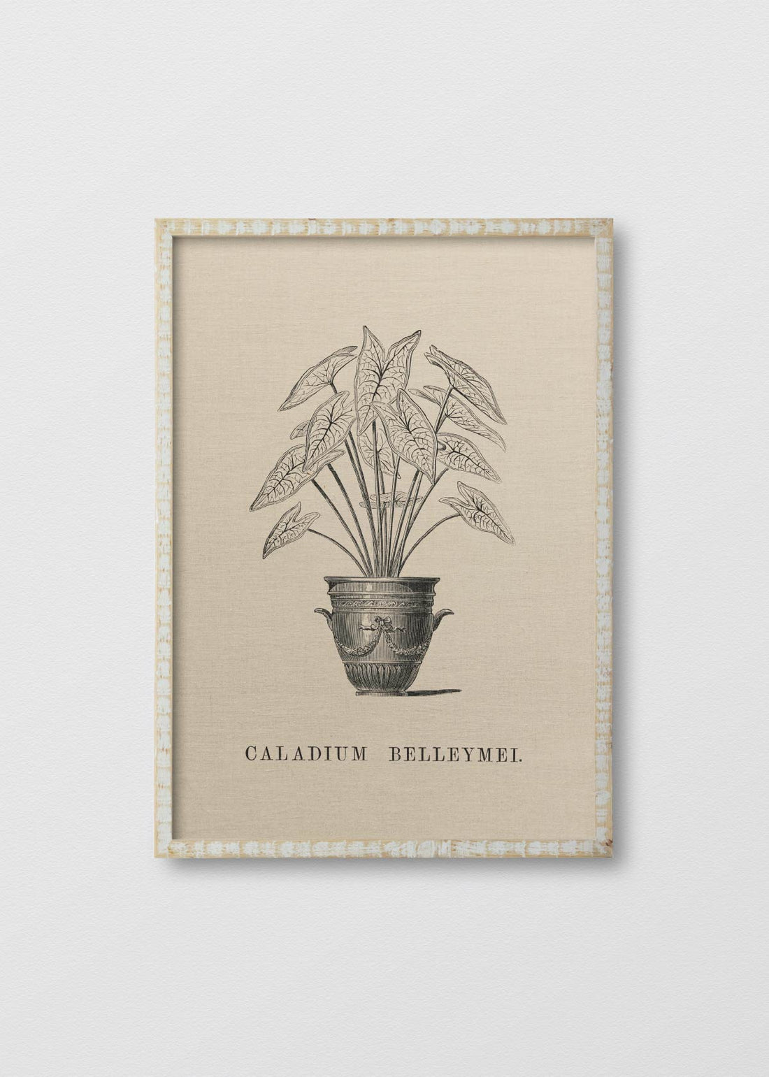 Cuadro Lino Caladium Belleymei - Testimoniaprints