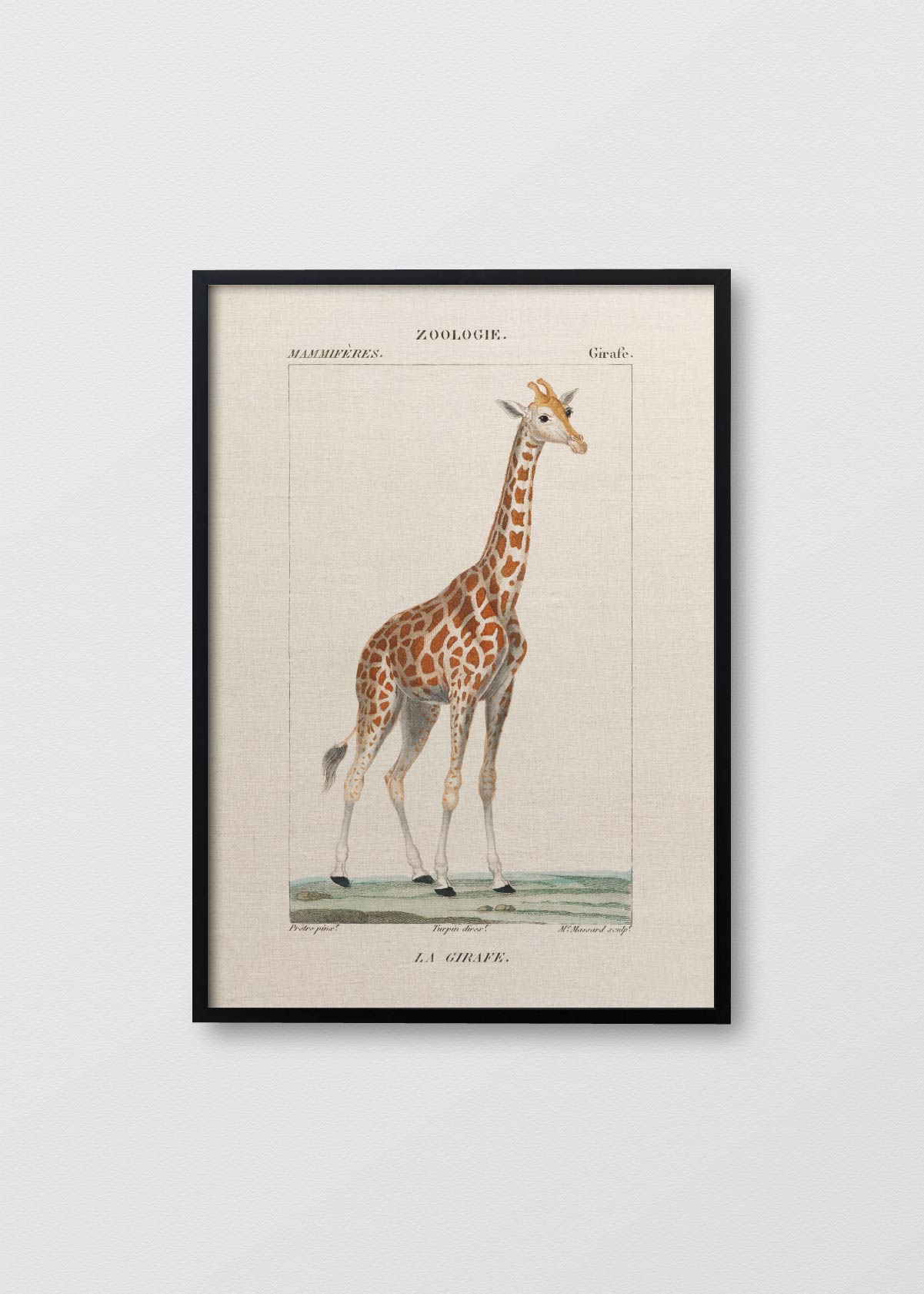 Cuadro Lino Giraffe - Testimoniaprints