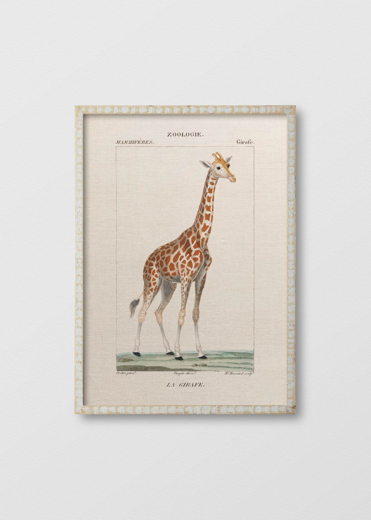Cuadro Lino Giraffe - Testimoniaprints