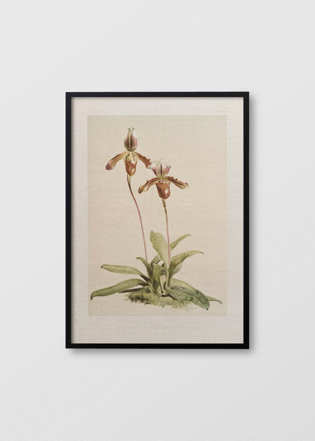 Cuadro Lino Orchidea Cypripedium - Testimoniaprints
