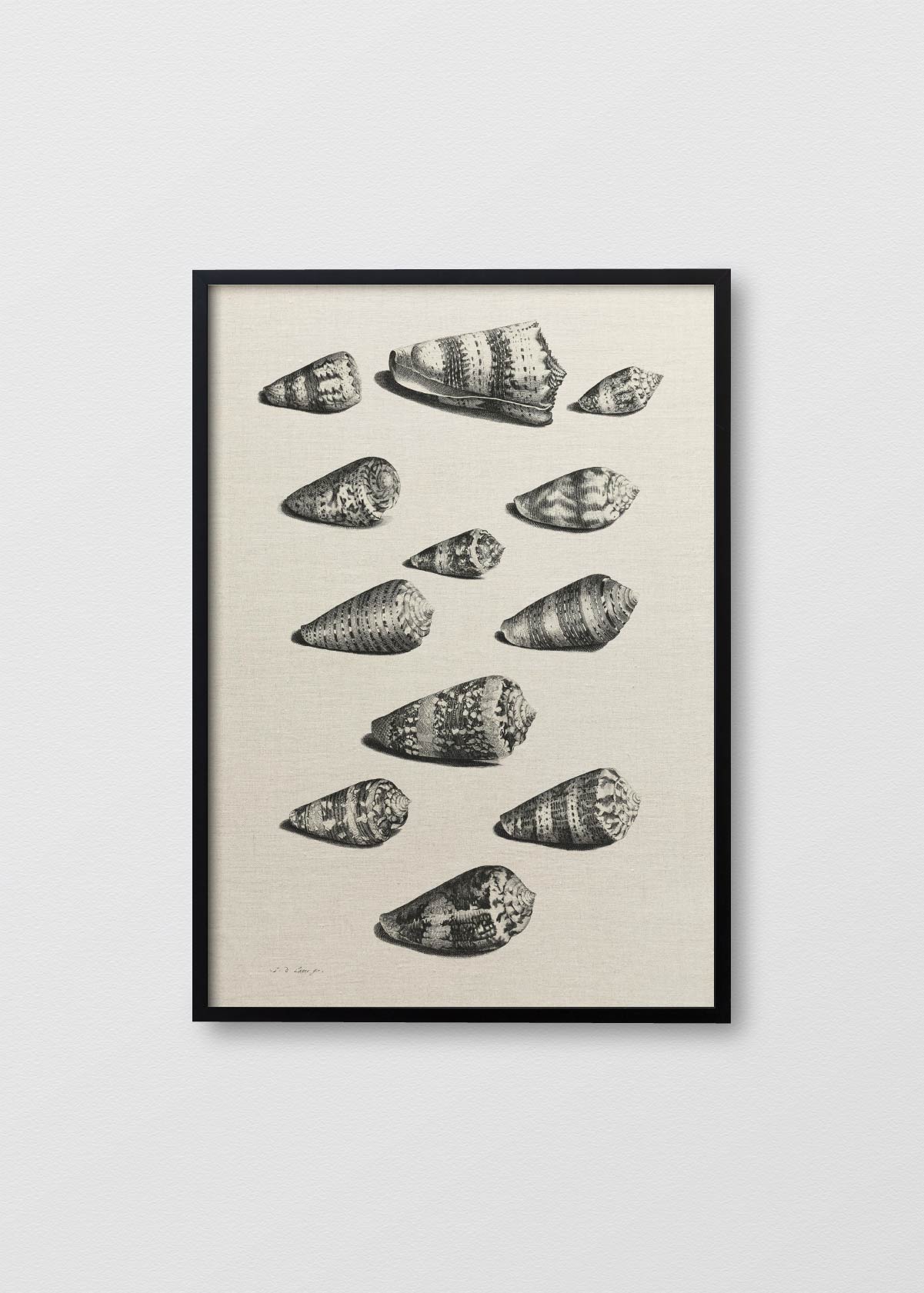 Cuadro Lino Shells - Testimoniaprints