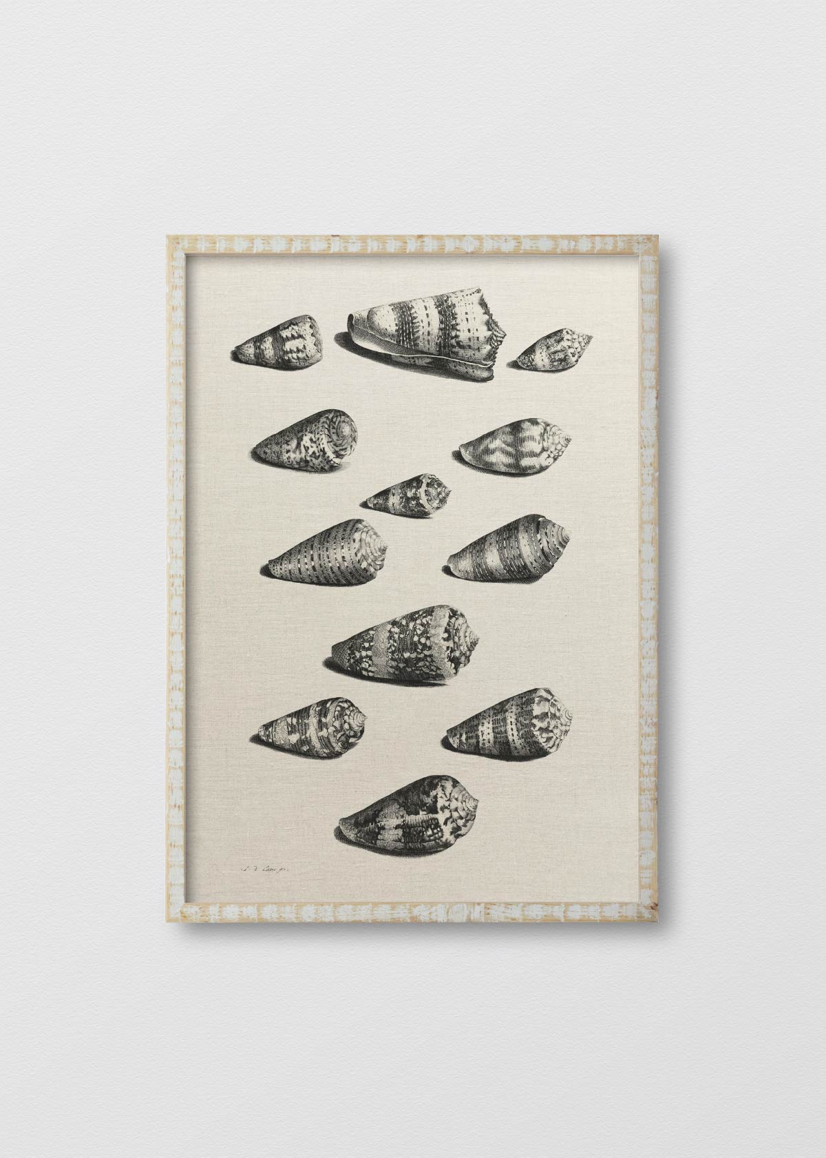 Cuadro Lino Shells - Testimoniaprints