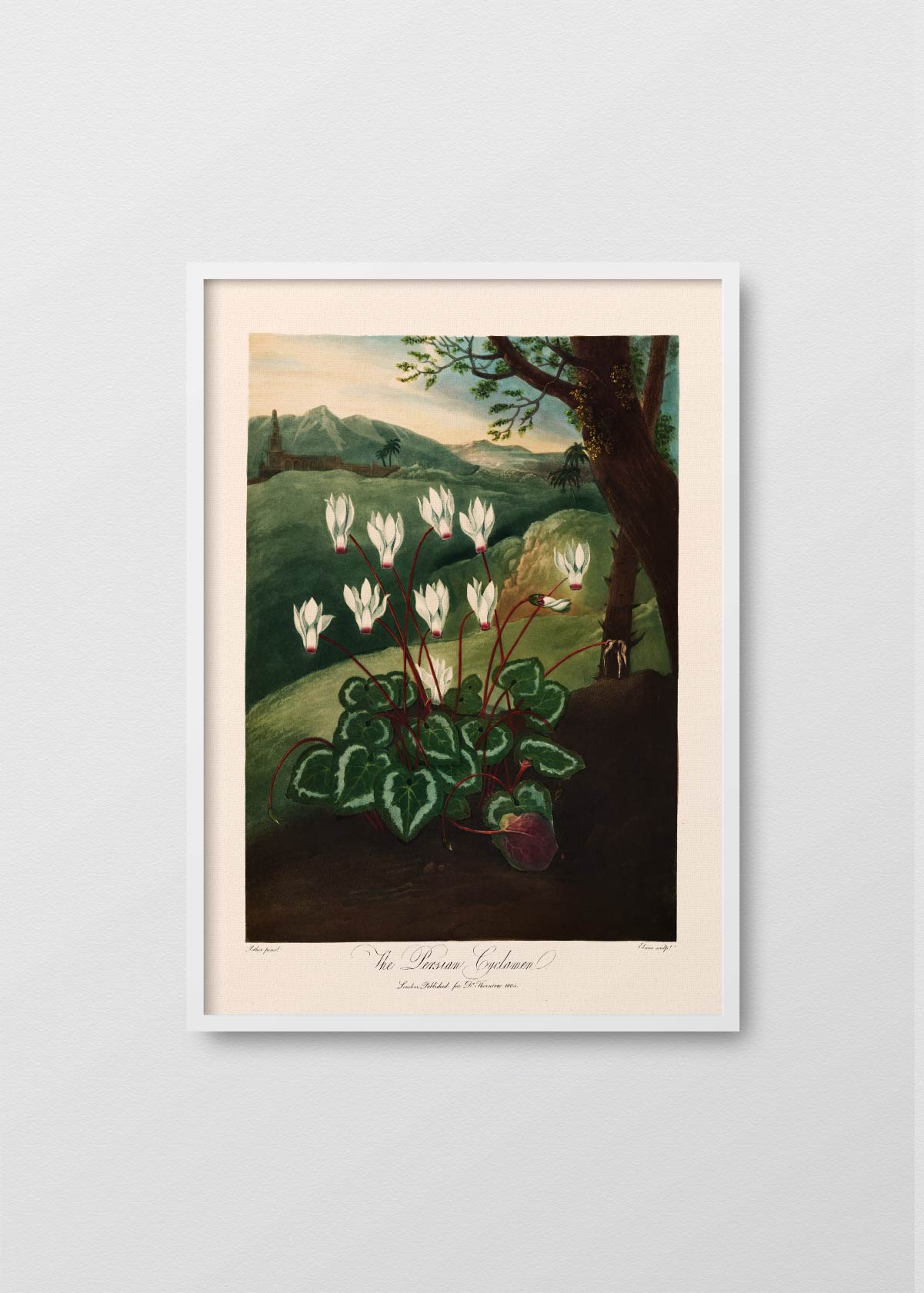 Cyclamen Persicum - Testimoniaprints