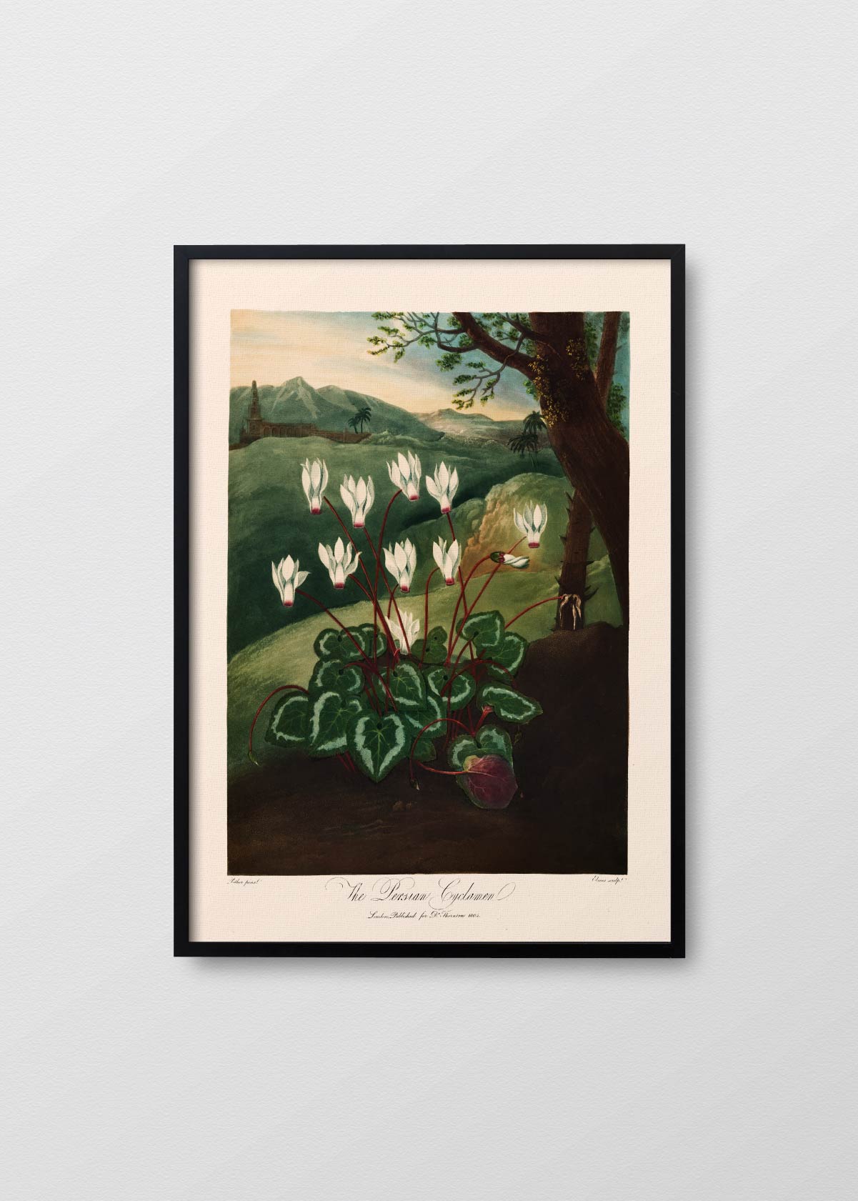 Cyclamen Persicum - Testimoniaprints