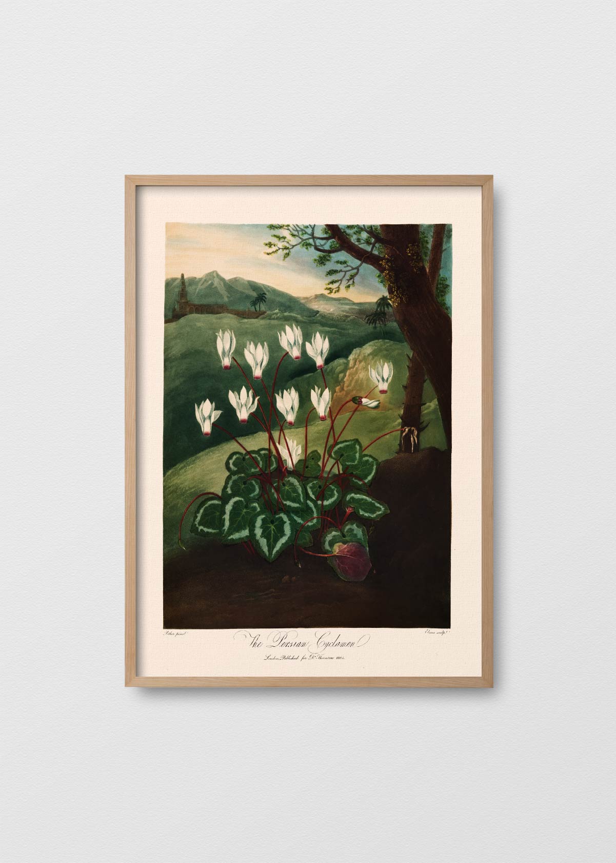 Cyclamen Persicum - Testimoniaprints