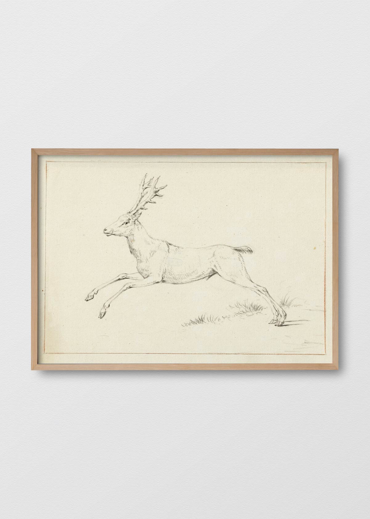 Dibujo Ciervo - Testimoniaprints