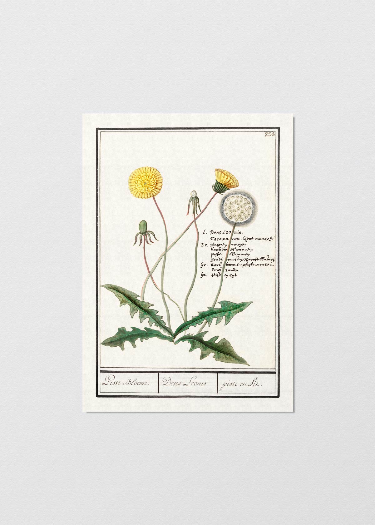 Diente de León II - Testimoniaprints