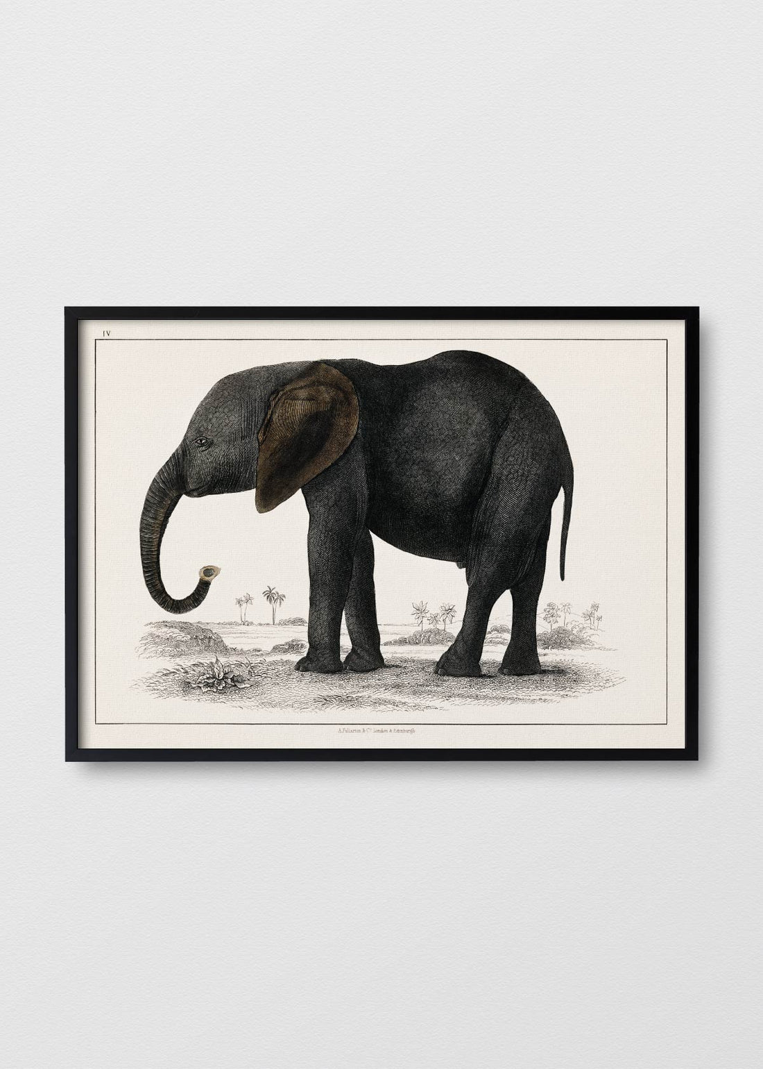 Don Elefante - Testimoniaprints
