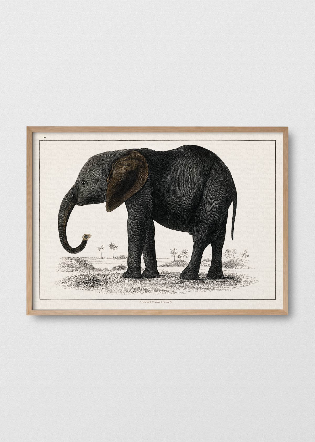 Don Elefante - Testimoniaprints