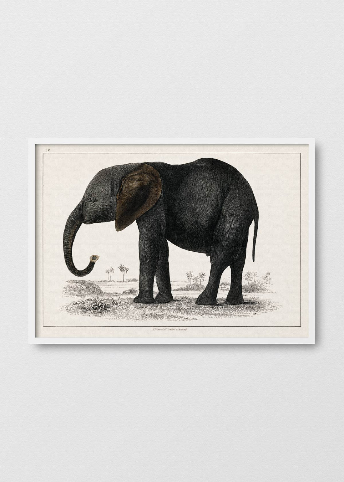 Don Elefante - Testimoniaprints