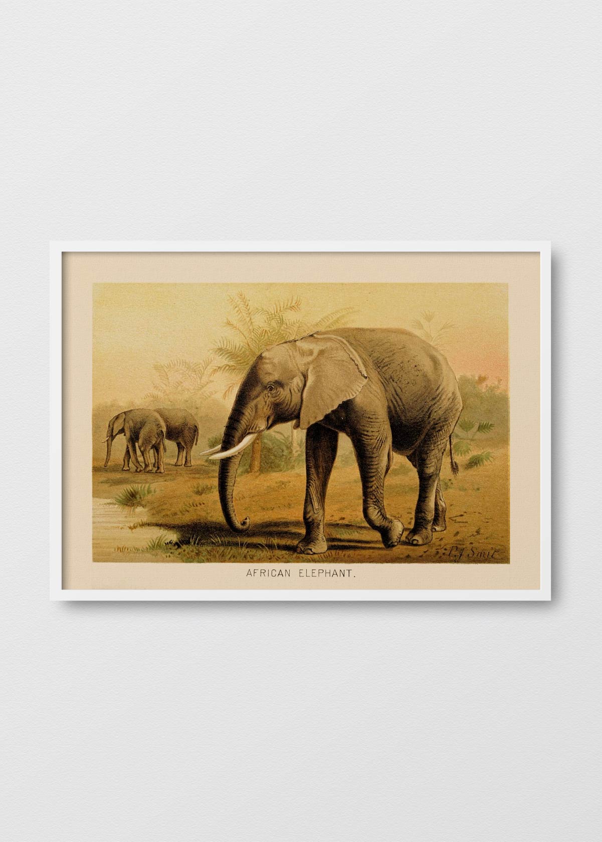 Elefante Africano - Testimoniaprints