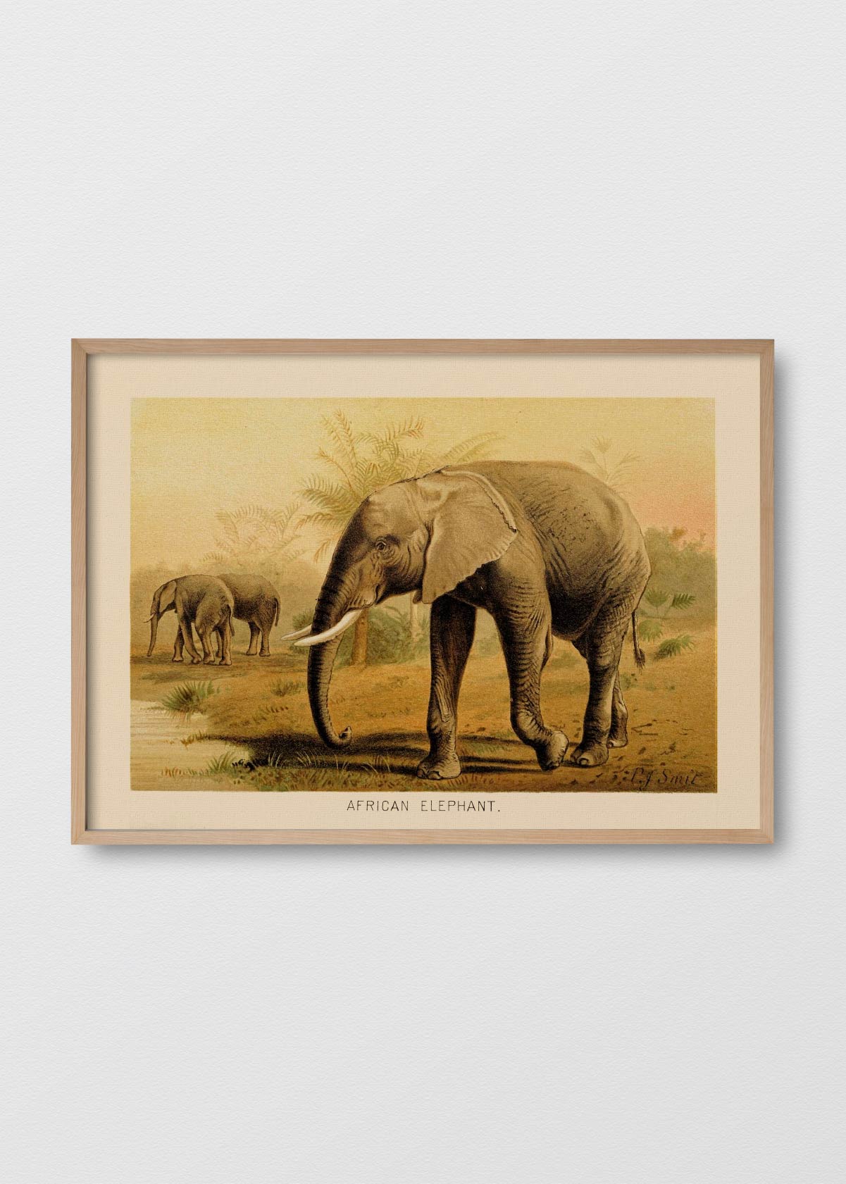 Elefante Africano - Testimoniaprints
