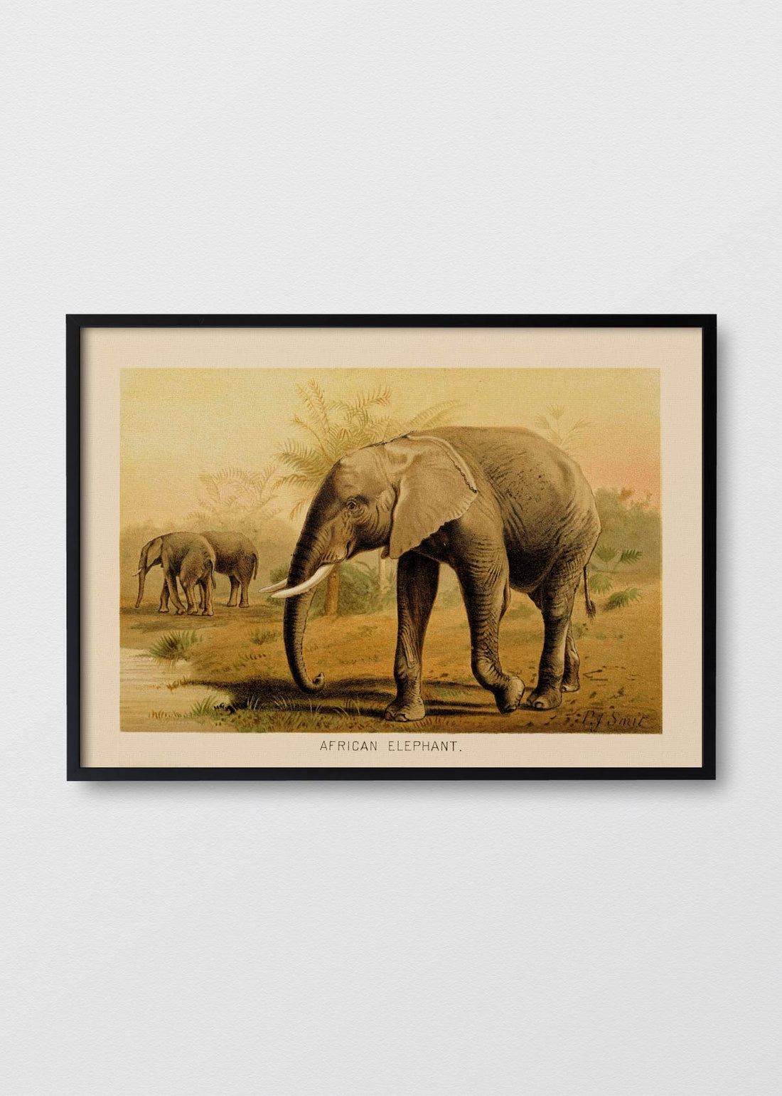 Elefante Africano - Testimoniaprints