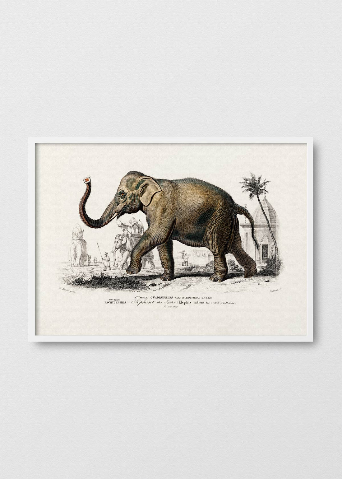 Elefante Indicus - Testimoniaprints