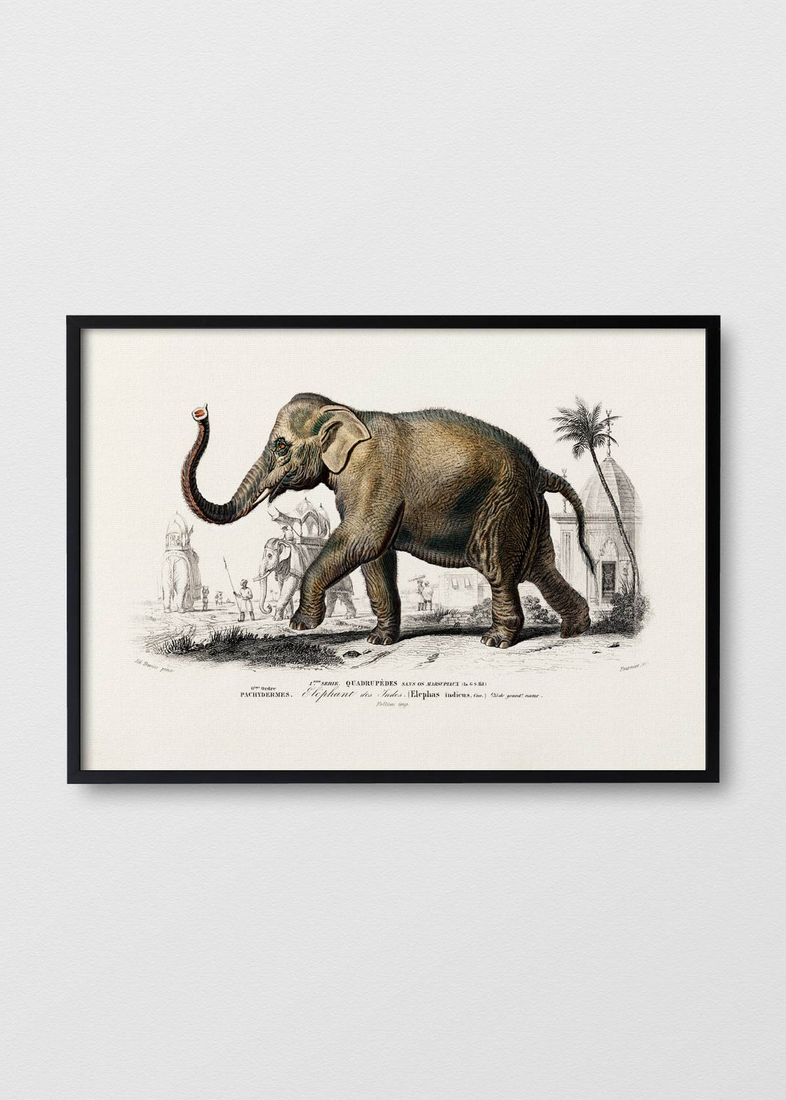 Elefante Indicus - Testimoniaprints