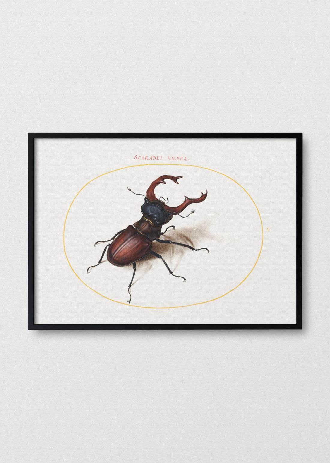 Escarabajo Ciervo - Testimoniaprints