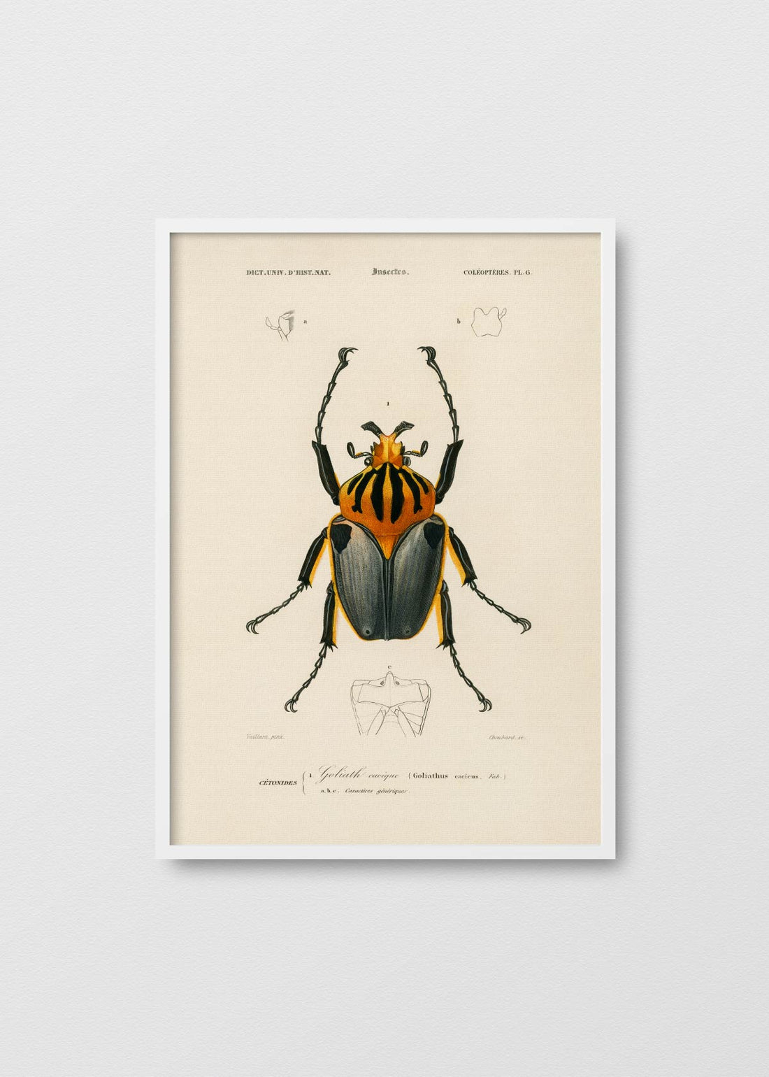 Escarabajo Goliat - Testimoniaprints
