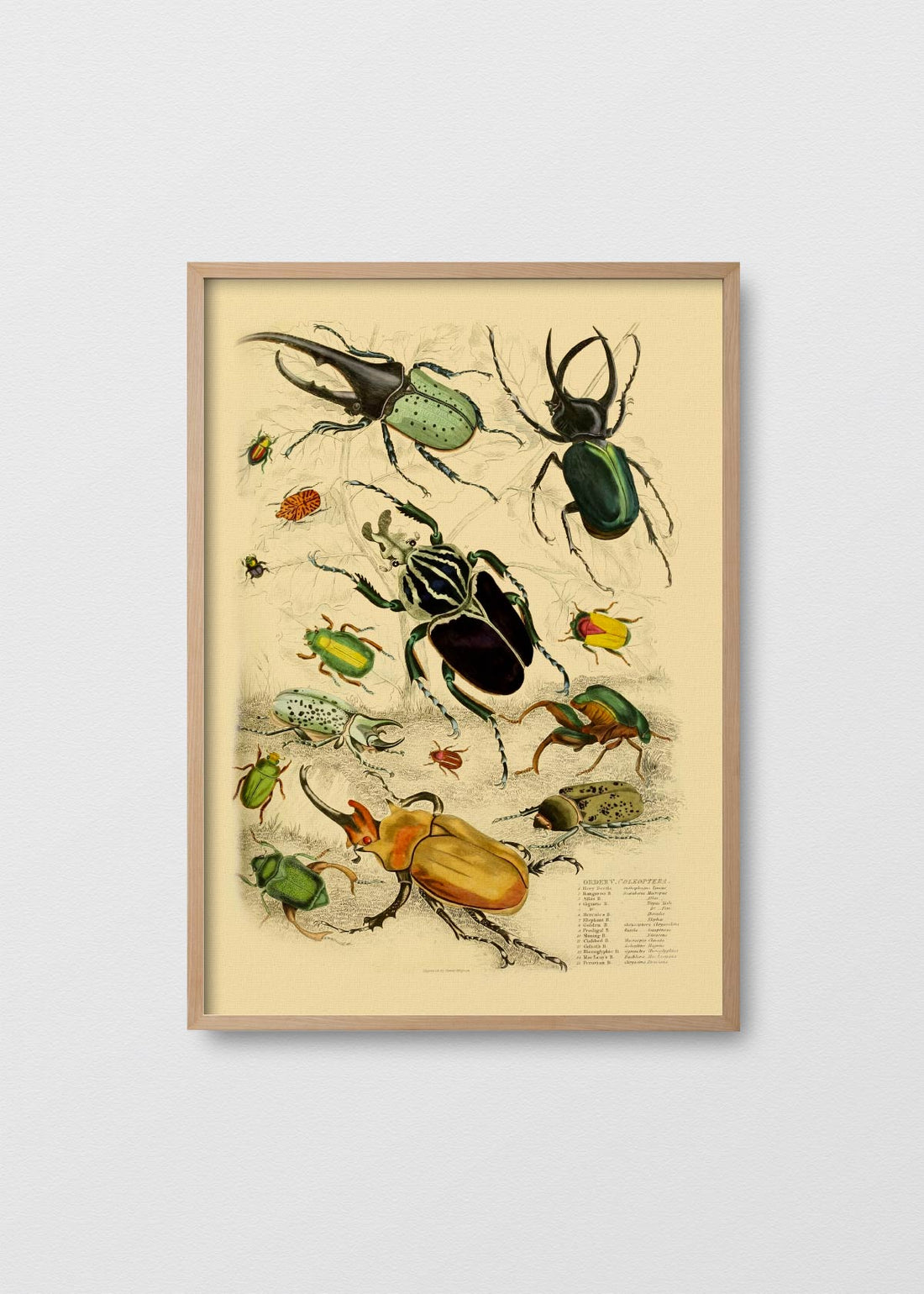 Escarabajos - Testimoniaprints