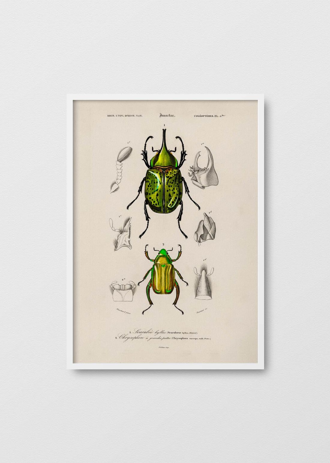 Escarabajos Neon - Testimoniaprints