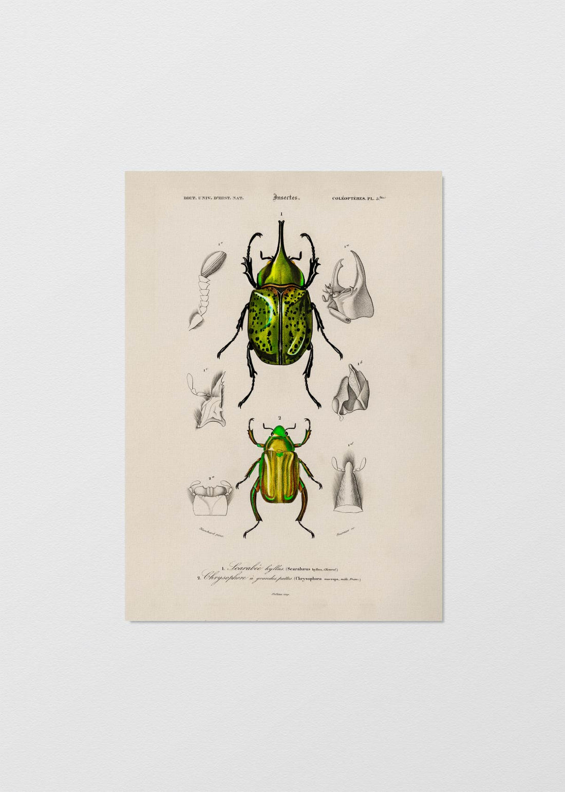 Escarabajos Neon - Testimoniaprints