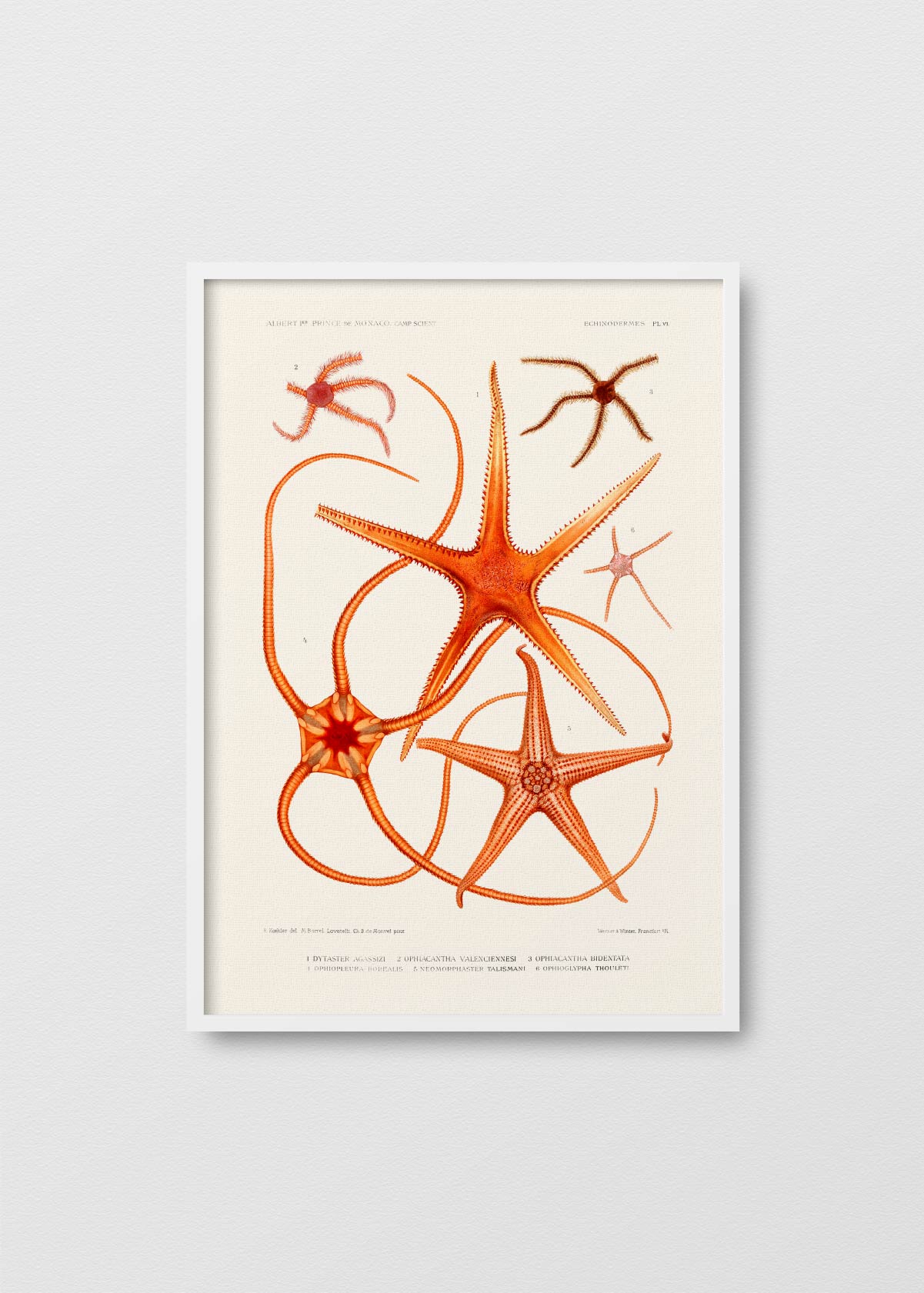 Estrellas de Mar - Testimoniaprints