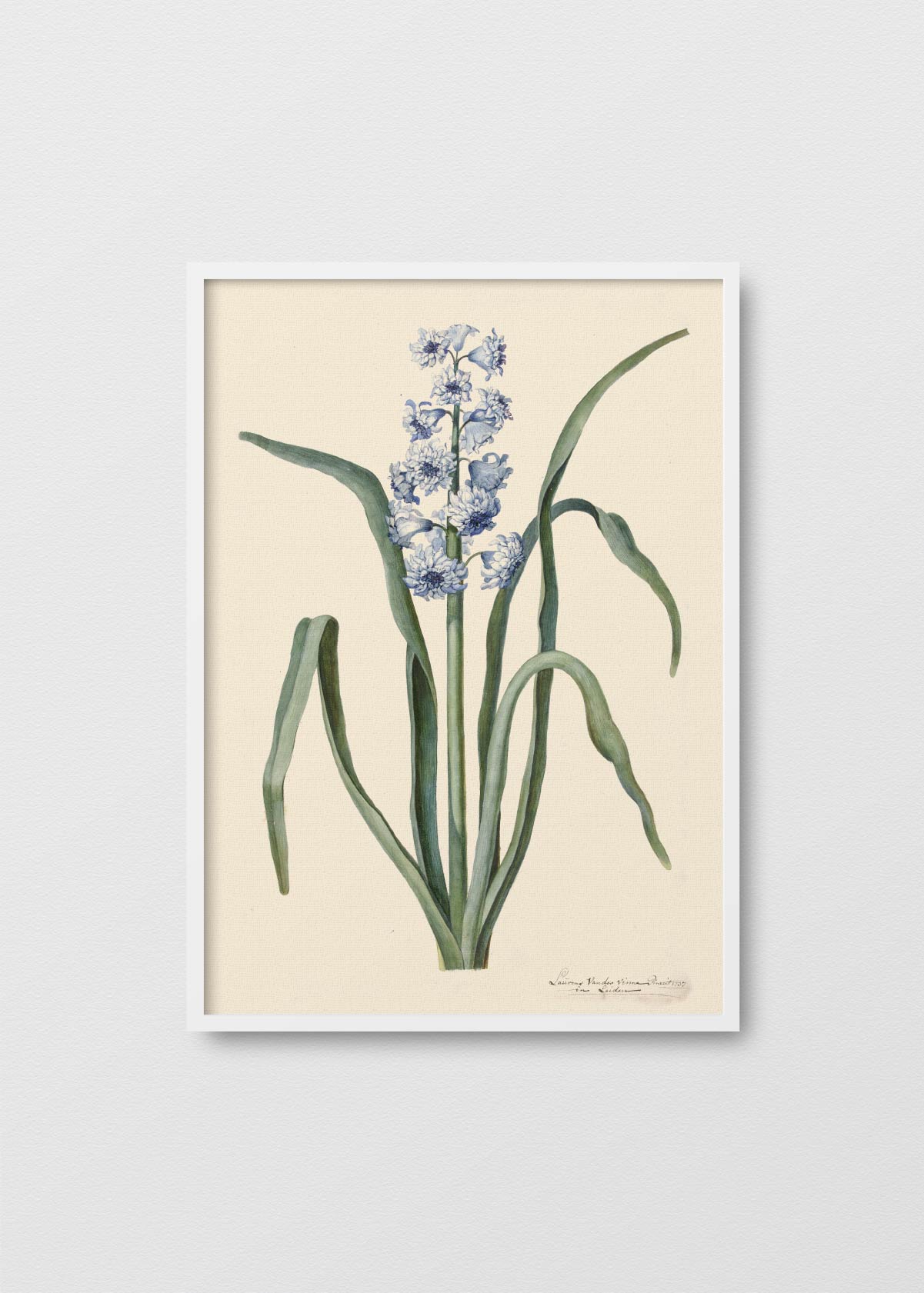 Fleur de Provence - Testimoniaprints
