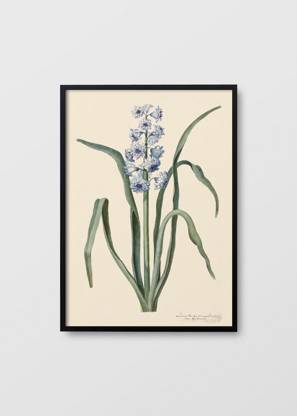 Fleur de Provence - Testimoniaprints