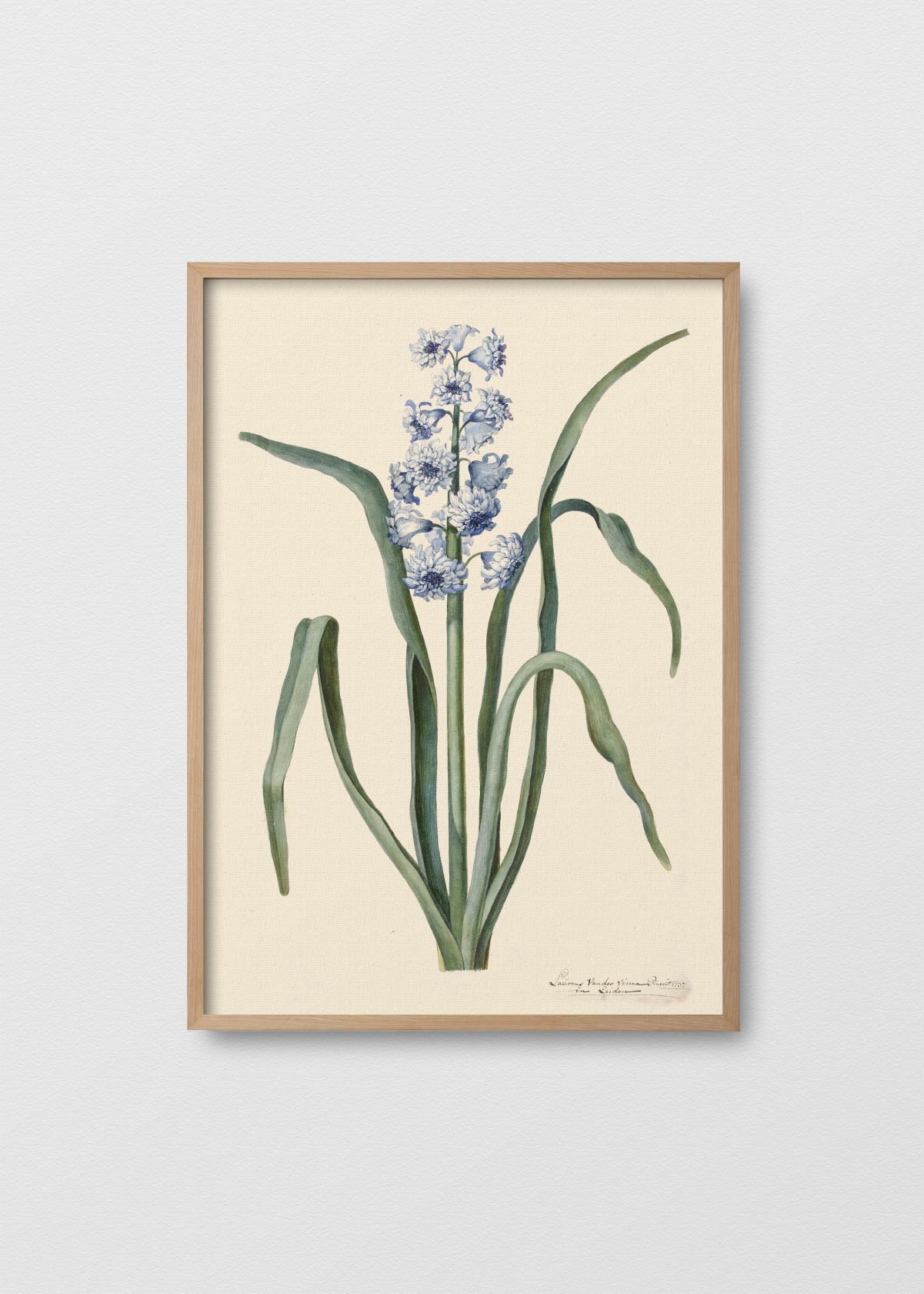 Fleur de Provence - Testimoniaprints